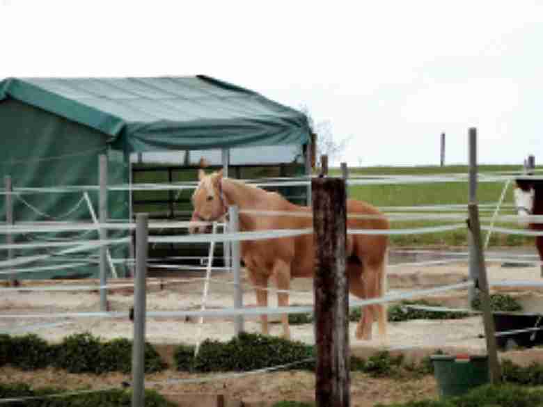 Die Demeter-Landwirte sind große Pferde-Liebhaber und bieten ihren Pensions-Gästen eine wunderschöne Unterkunft und gesunde Verpflegung mit Grünfutter von den hofeigenen biodynamischen Grünflächen.