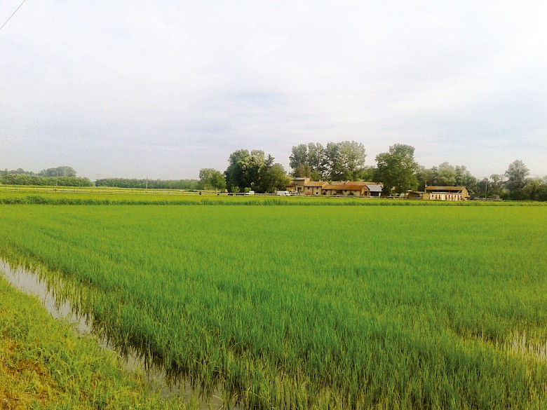 Reismühle Riseria Masinari